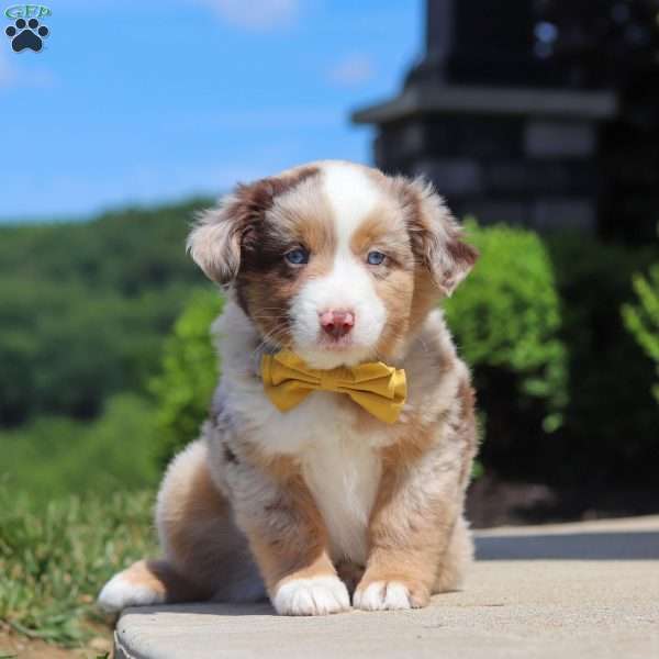 Corry, Miniature Australian Shepherd Puppy